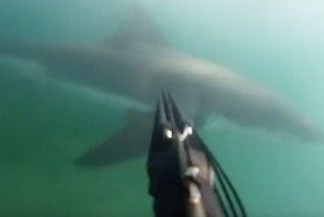  Дайвер отбился от акулы ружьём во время подводной охоты