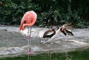 10 фотографий уток, которые думают, что они фламинго