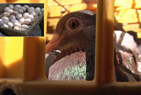 В США госпитализировали 70-летнего пенсионера, который жил с 350 голубями