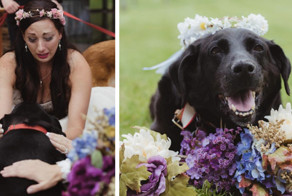 Умирающий пес из последних сил противостоял болезни, чтобы увидеть свадьбу своей хозяйки