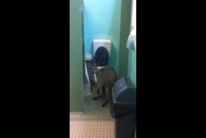 Австралиец снял на видео кенгуру, поедающего туалетную бумагу