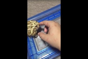 Эта очаровательная лягушка не любит, когда её трогают посторонние