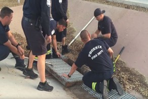 Спасение утят, провалившихся в ливневую канализацию