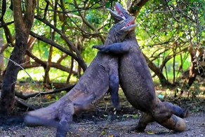 Ожесточенная битва комодских варанов