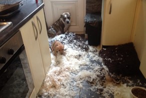 19 собак, по которым тюрьма плачет