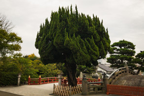 Сравнение фотографий, сделанных на iPhone 7 и Leica за $6000