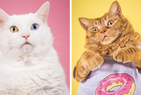 Фотограф делает забавные снимки очень толстых котов