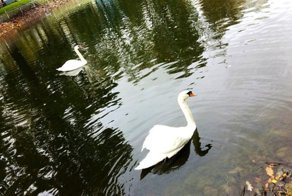 В Москве лебедь спас поперхнувшуюся желудем утку