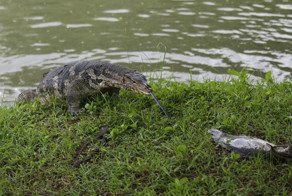 Парк варанов в Бангкоке