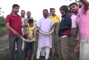 Даже питоны не любят селфи!