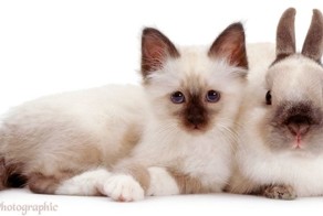 Очаровательные звери — очень похожие, но не родственники