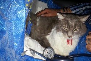 В Италии кот пролежал 33 дня под завалами после землетрясения