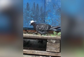 Прямиком из Техаса: голубь в ковбойской шляпе патрулирует склады в Уфе