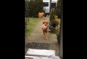 Собаки носят сумки хозяев