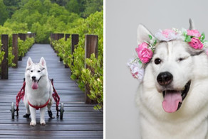 Хаски, родившаяся без лап, нашла хозяйку и стала самой счастливой собакой в инвалидной коляске