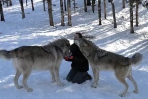 Даже с волками можно подружиться