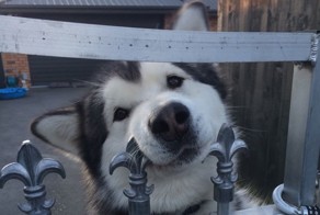 Осторожно! Злая собака!