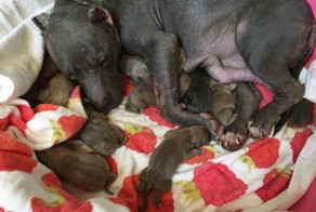 Спасение беременных собак, которые жили в подвале