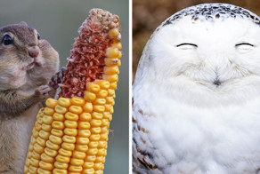 40 самых смешных фотографий с конкурса Comedy Wildlife Photography Awards 2016