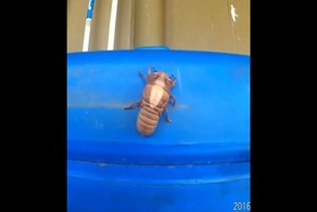 Невероятные превращения в природе