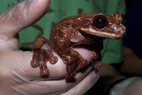 Умерла самая одинокая лягушка на свете