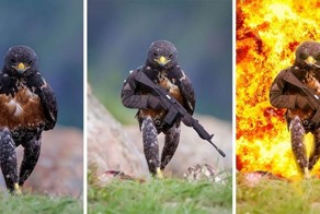 Стервятник попал в битву любителей фотошопа