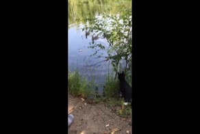 Кот решил поохотиться на уток