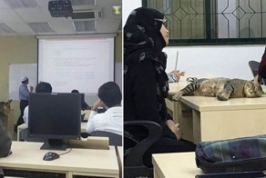 Кошка посетила занятие в университете и уснула прямо на парте