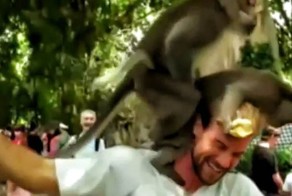 Обезьяны забрались на голову туриста и начали совершать непристойные вещи 