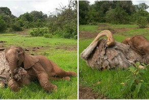 Осиротевшие страус и слоненок подружились и поддержали друг друга