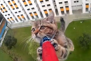 Cпасение крошечного котенка, застрявшего на 12-м этаже