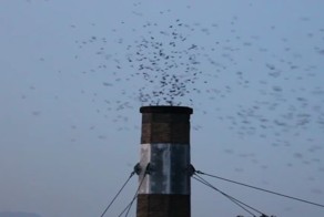 Стаю стрижей "засасывает" в трубу. Завораживающее зрелище!