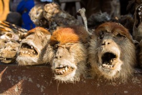 Рынок для колдунов вуду в Африке