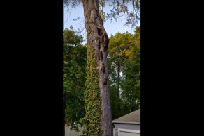 Хватит гулять, пора домой! Милое семейство енотов лезет в дупло на дереве