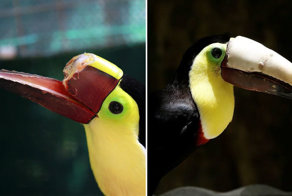 Избитый подростками тукан получил новый клюв, распечатанный на 3D-принтере