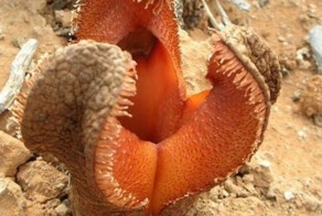 15 странных растений, в существование которых сложно поверить