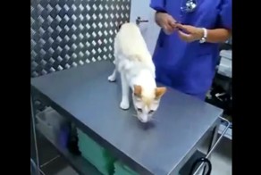 Ветеринар показал как "отключить" кота канцелярским зажимом