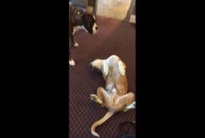 Эта собака настолько хорошо притворяется мертвой, что пугает другого пса