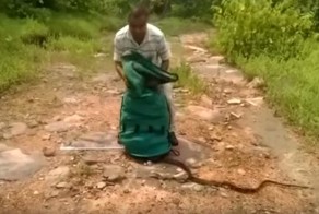 Как выпускают на волю 285 змей или конец рабочего дня в бухгалтерии