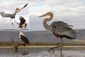 Схватка цапли с орлом