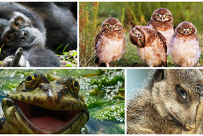 40 финалистов конкурса Comedy Wildlife Photography Awards 2016
