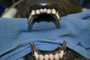 Титановые зубы собаки (6 фото)