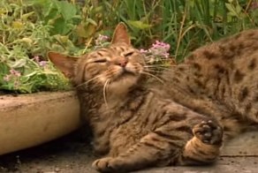 Да что вы знаете о кошачьей наркомании!