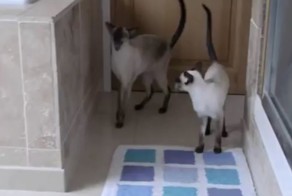 Коты переживают за принимающую душ хозяйку