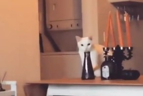 Кот пойман на месте преступления