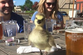 Американец вырастил и превратил в Инстаграм-знаменитость спасённого им дикого гусёнка