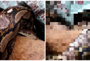 Хозяйка обнаружила любимого пса в удушающих объятиях убийцы