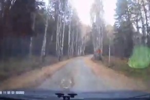 Осенний листопад в Карагайском бору