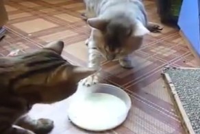 И как тут разобрать, для кого налито молоко, если миска одна?