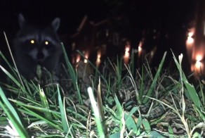 Енот украл у студента телефон и снял свой побег на видео